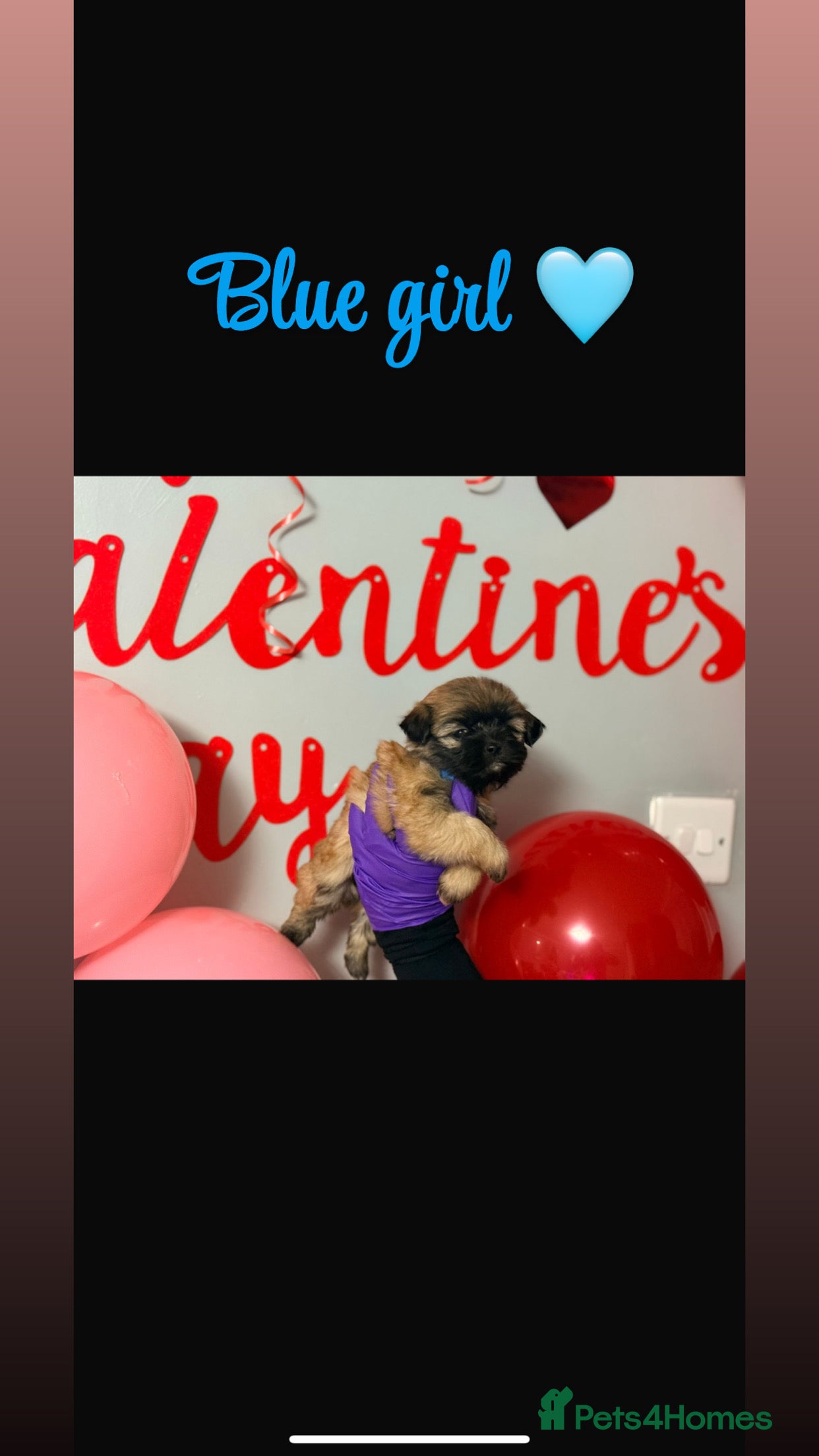 Shih Tzu dogs  1 Delightful Shih tzu female available  - Advert 4