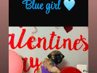 Shih Tzu dogs 1 Delightful Shih tzu female available - Advert 4