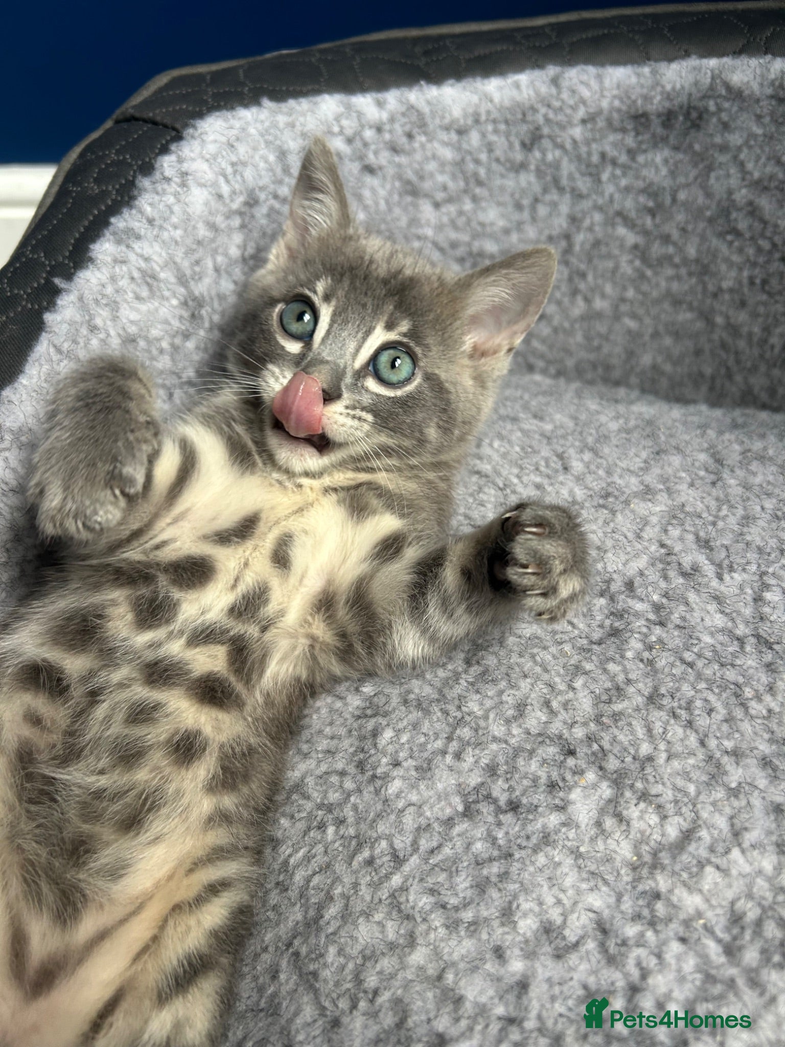 Bengal cats 3 Female Blue TICA Registered Bengal kittens  - Advert 5