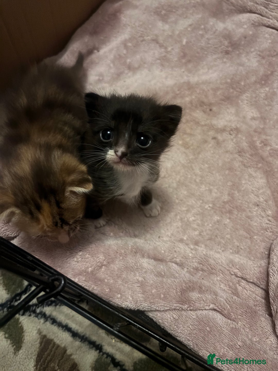 Domestic Shorthair cats for sale: Kittens - Image 10