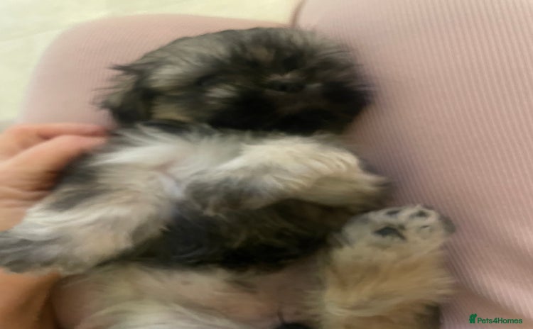 Shih Tzu dogs - Advert 6