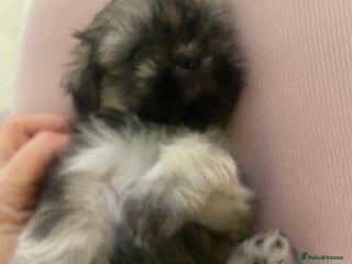 Shih Tzu dogs - Advert 11