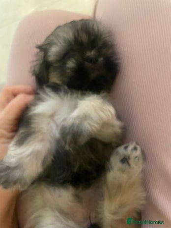 Shih Tzu dogs - Advert 3