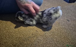 French Bulldog dogs for sale: 3 female french bulldogs - Advert 20