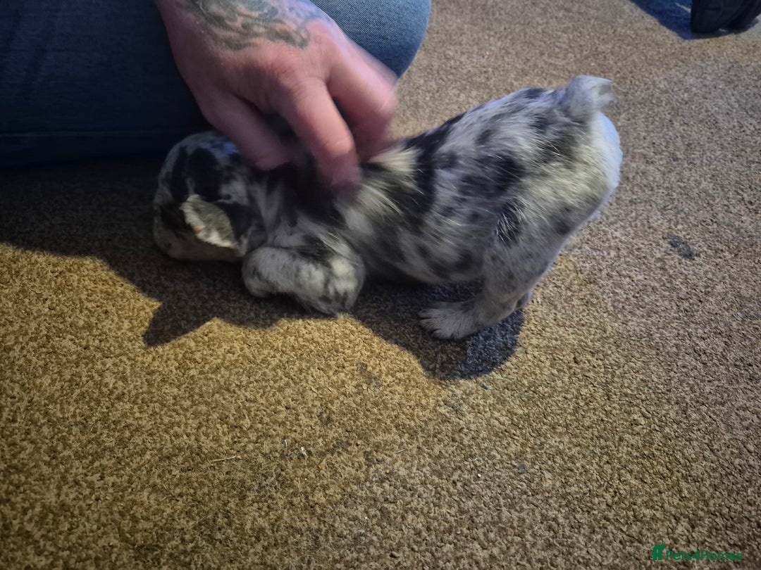 French Bulldog dogs for sale: 3 female french bulldogs - Advert 20