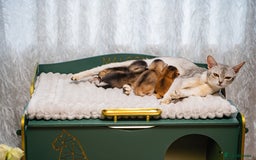 Abyssinian cats for sale: Silver Black Abyssinians-Champion TICA pedigree - Image 22