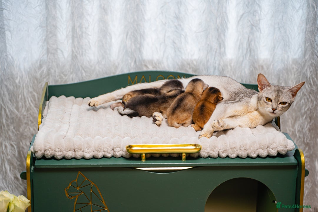 Abyssinian cats for sale: Silver Black Abyssinians-Champion TICA pedigree - Image 22
