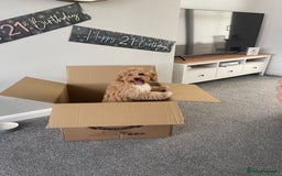 Cavapoo dogs for sale: F1 Cavapoo Male  - Image 6