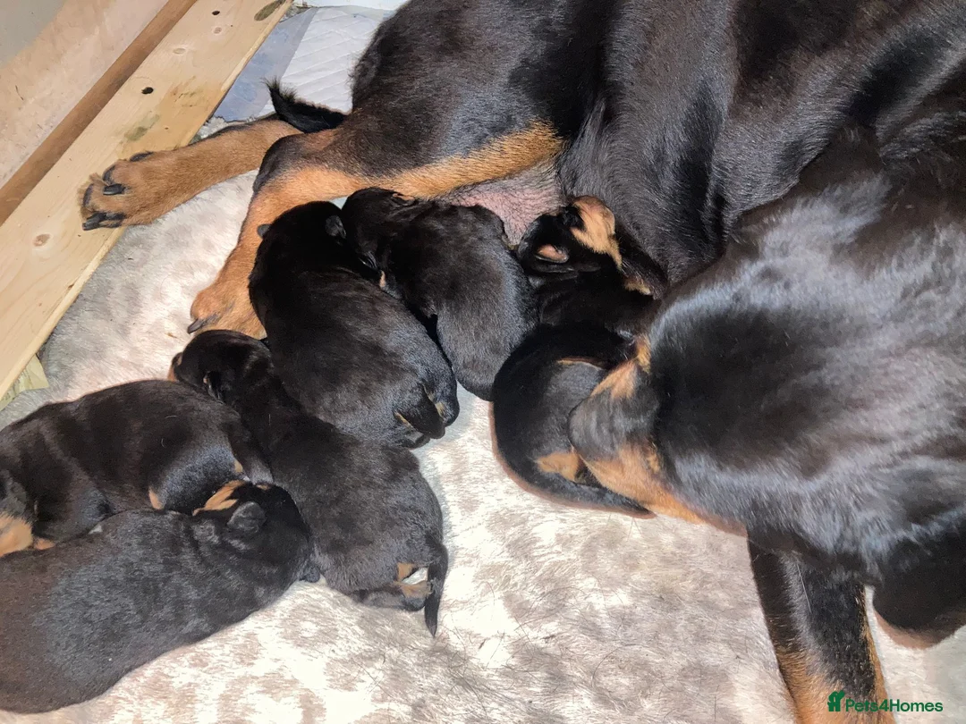 Rottweiler dogs for sale: Chunky Rottweiler puppies  - Advert 15