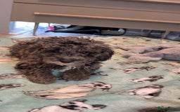 Miniature Poodle dogs for sale: Mini poodle london 3 LEFT - Advert 1