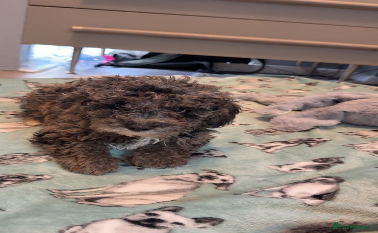 Miniature Poodle dogs Mini poodle london 3 LEFT - Advert 12