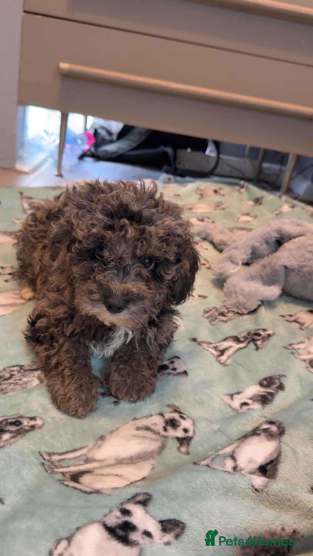 Miniature Poodle dogs for sale: Mini poodle london 3 LEFT - Advert 1