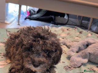 Miniature Poodle dogs Mini poodle london 3 LEFT - Advert 11