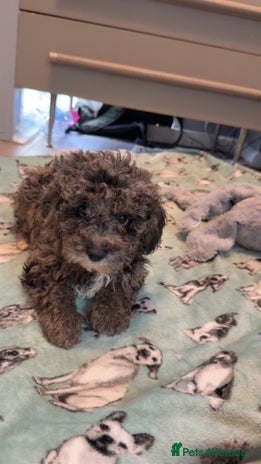 Miniature Poodle dogs Mini poodle london 3 LEFT - Advert 12