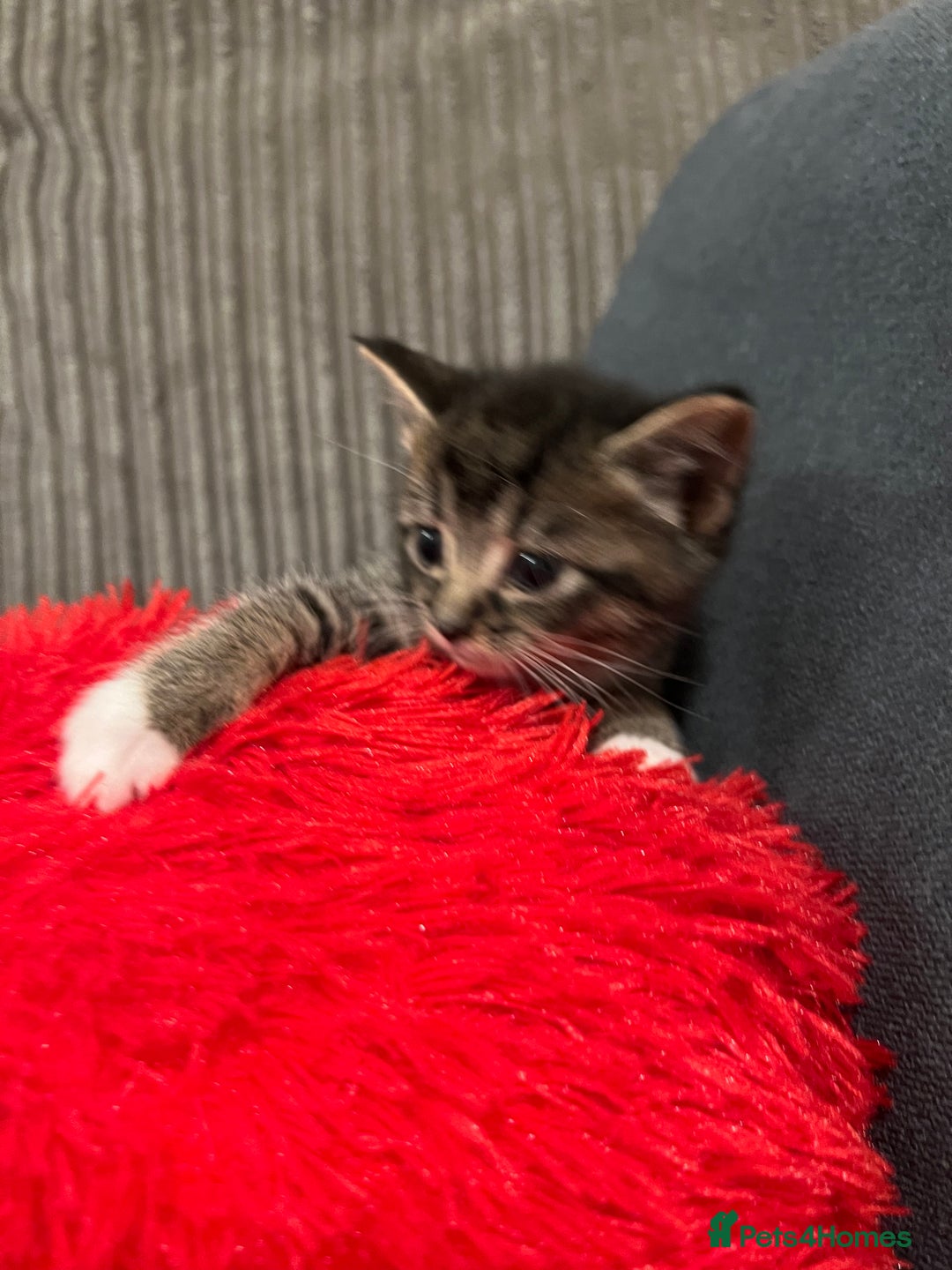 Domestic Shorthair cats for sale: Ekaterine  - Image 6