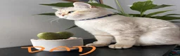 Scottish Fold cats for sale: 5 Beautiful Scottish Kittens Ready for Homes 🐾 - Advert 25
