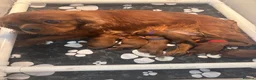 Cavapoo dogs for sale: Stunning F1 Toy Cavapoo Pups - Advert 30