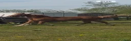 Welsh Section D horses for sale: Beautiful chestnut filly  in Lincoln - Advert 5
