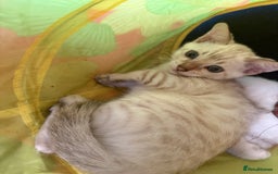 Bengal cats for sale: Blue Eyes Snow Lynx Bengal Kittens - Image 23