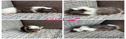 Guinea Pig rodents for sale: Male & Female piggies looking for new laps - Advert 14