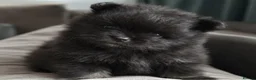 Pomeranian dogs for sale: Kennel Club Registered Pomeranian Puppies - Advert 7