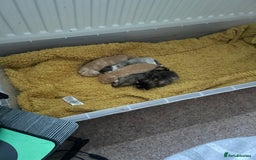 Domestic Shorthair cats for sale: 2 Ginger males 2 calico female 1 tabby female - Image 17