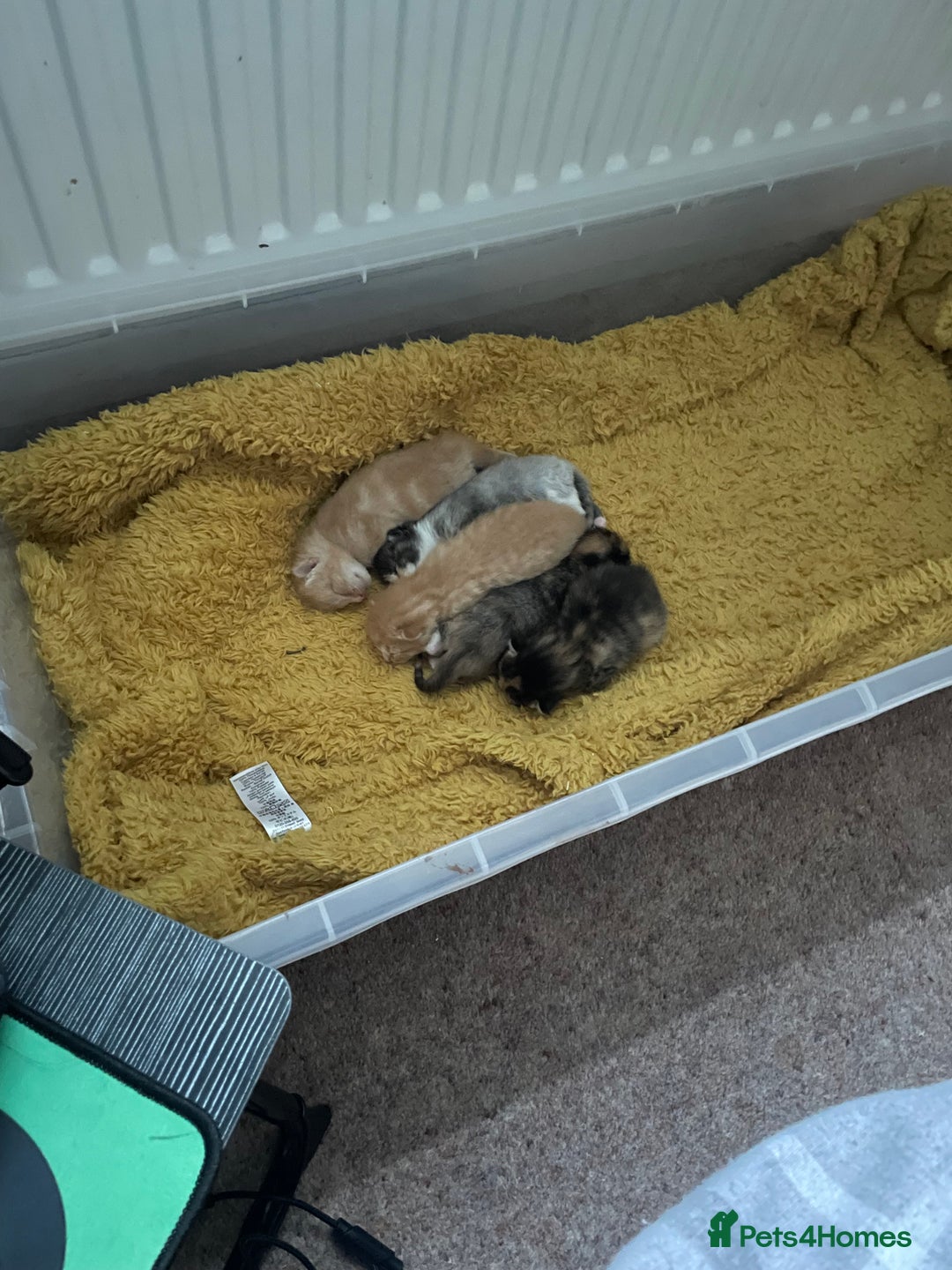 Domestic Shorthair cats for sale: 2 Ginger males 2 calico female 1 tabby female - Image 17