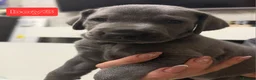 Weimaraner dogs for sale: Kc blue weimaraner puppies  - Advert 7