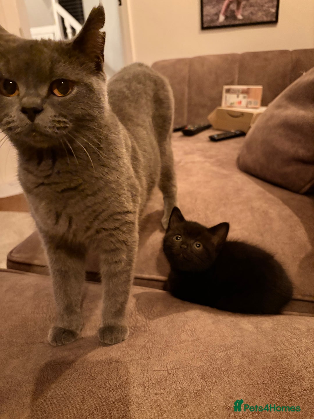 British Shorthair cats for sale: Half British shorthair kittens - Image 4