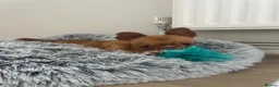 Chihuahua dogs for sale: Two merl boys - Advert 9