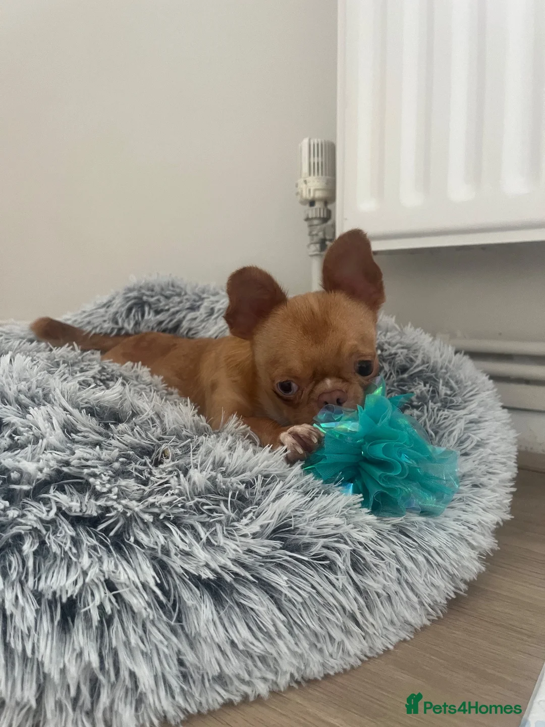 Chihuahua dogs for sale: Two merl boys - Advert 9