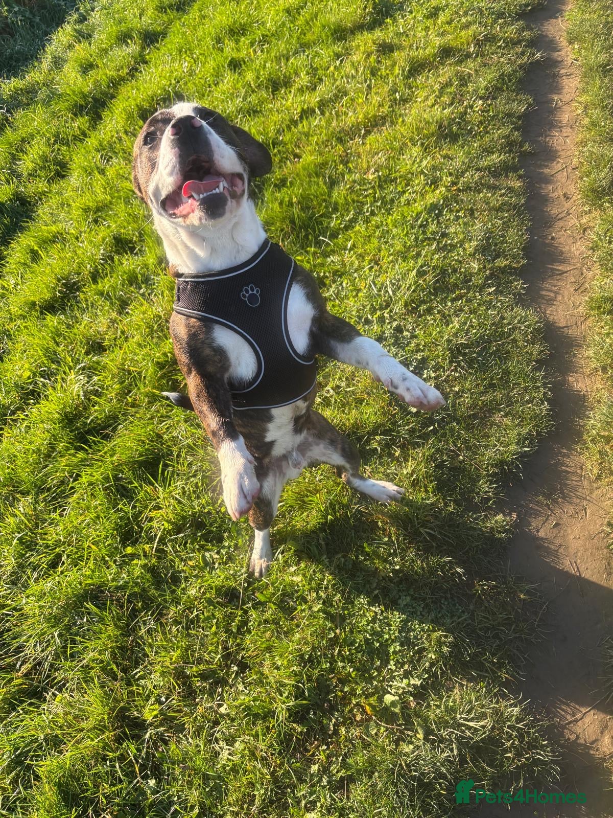 Mixed Breed dogs Staffy for sale  - Advert 1