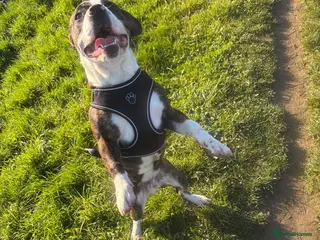 Mixed Breed dogs Staffy for sale - Advert 2