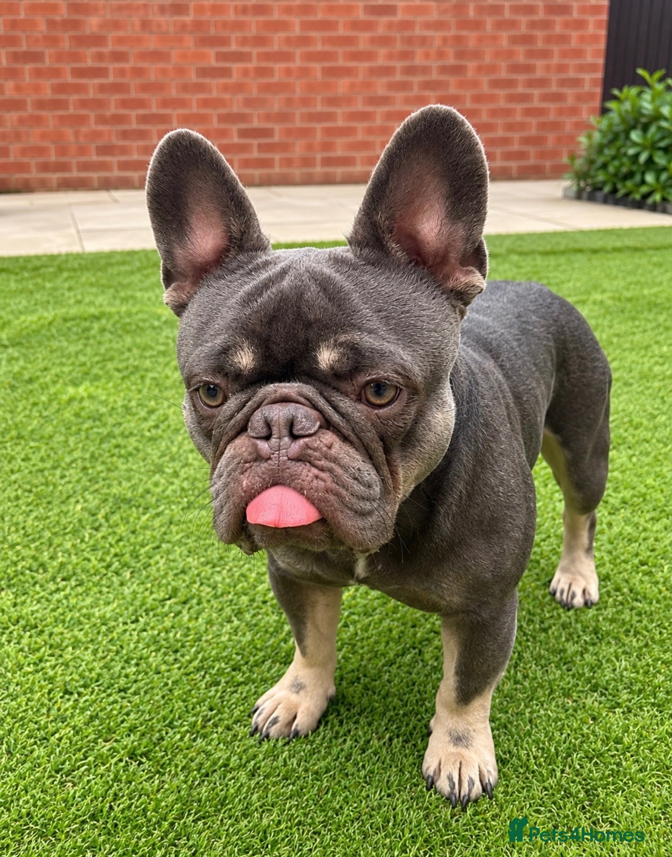 French Bulldog dogs Loving French Bulldog Looking for Forever Home  - Advert 5