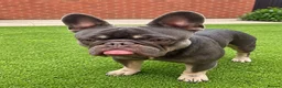 French Bulldog dogs for sale: Loving French Bulldog Looking for Forever Home  in Walton-on-Thames - Advert 1