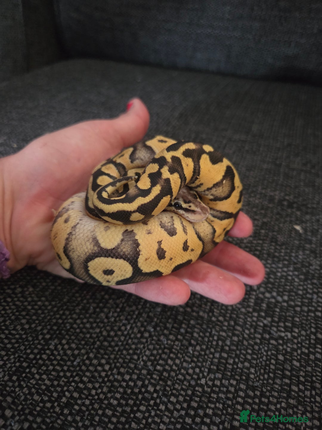 Python Snake reptiles for sale: Royal Python complete set up - Image 5