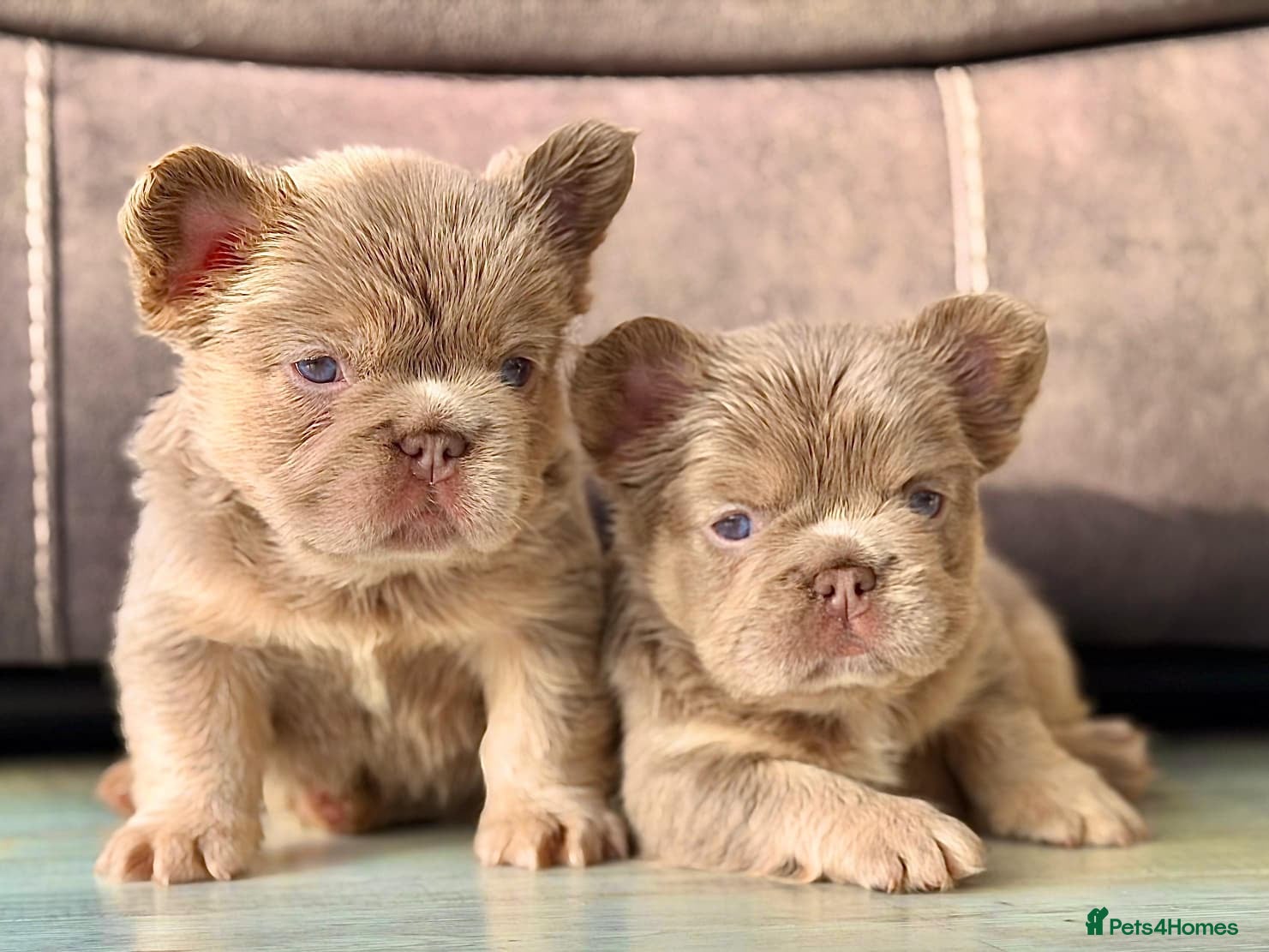 French Bulldog dogs 6 Amazing quality French bulldog pups - Advert 1