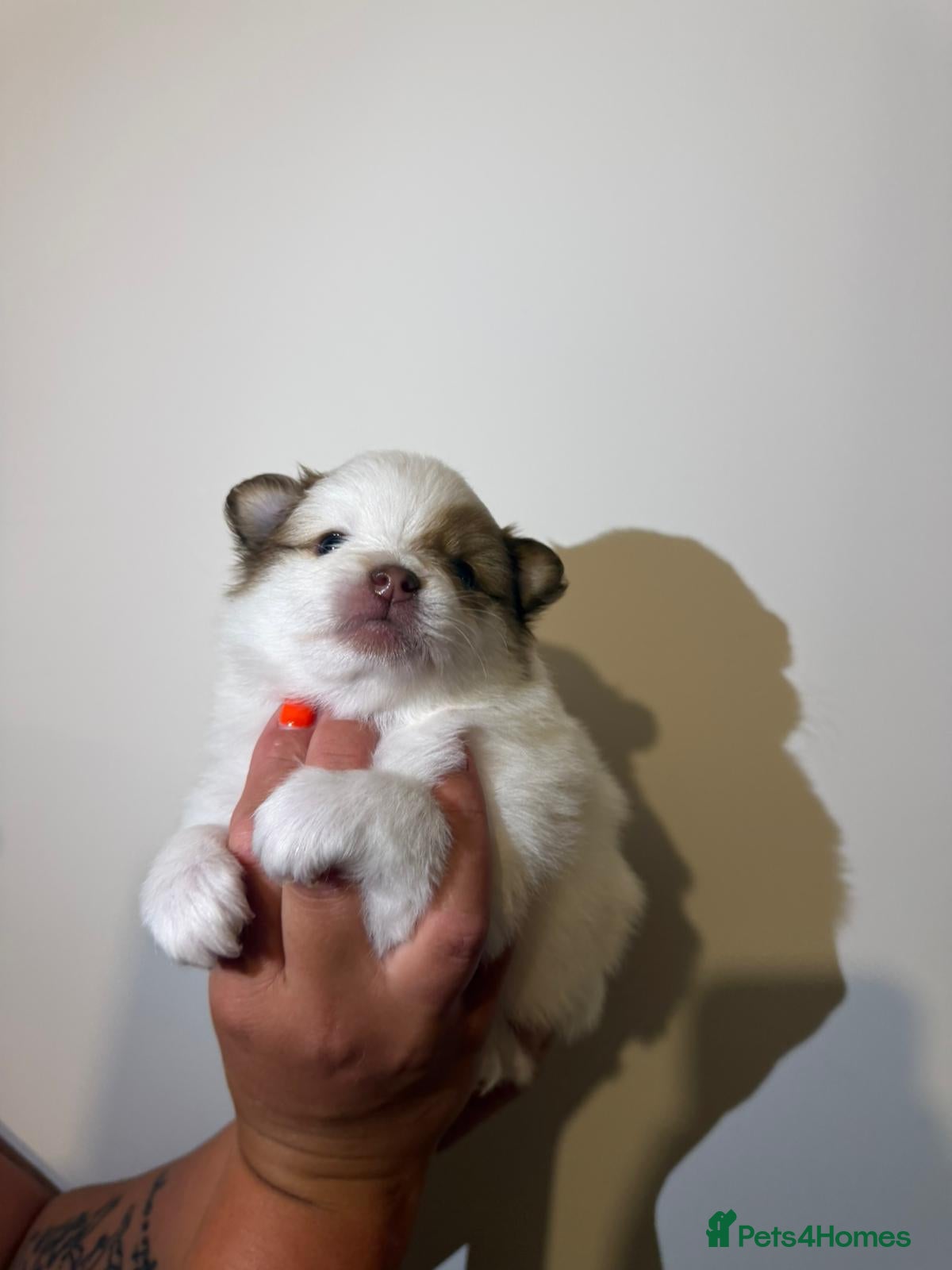 Pomeranian dogs for sale: Adorable Pomerania puppies  - Advert 8