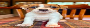 Jack Russell 2