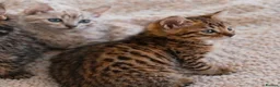 Bengal cats for sale: Unique Bengal Kittens  in Manchester - Advert 12