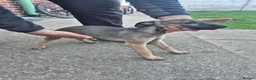Whippet dogs for sale: Mixed Whippets  - Advert 21
