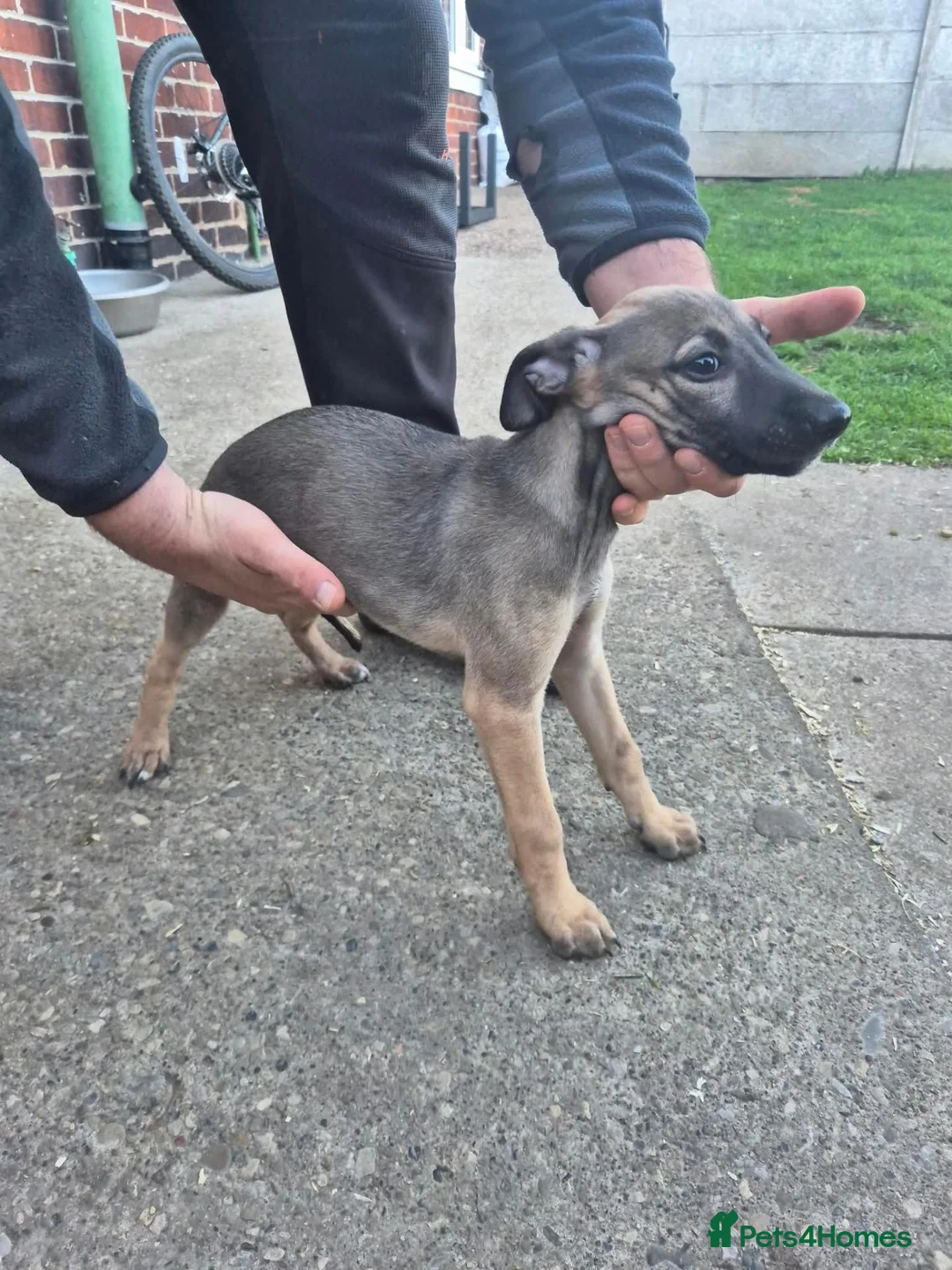 Whippet dogs for sale: Mixed Whippets  - Advert 21