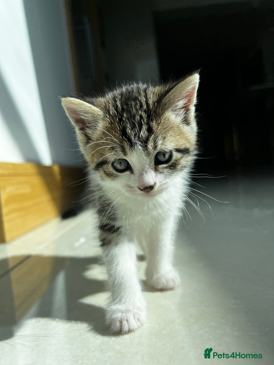 Siberian cats for sale: Half Siberian Wild forest Kittens 2x for £380 - Image 13