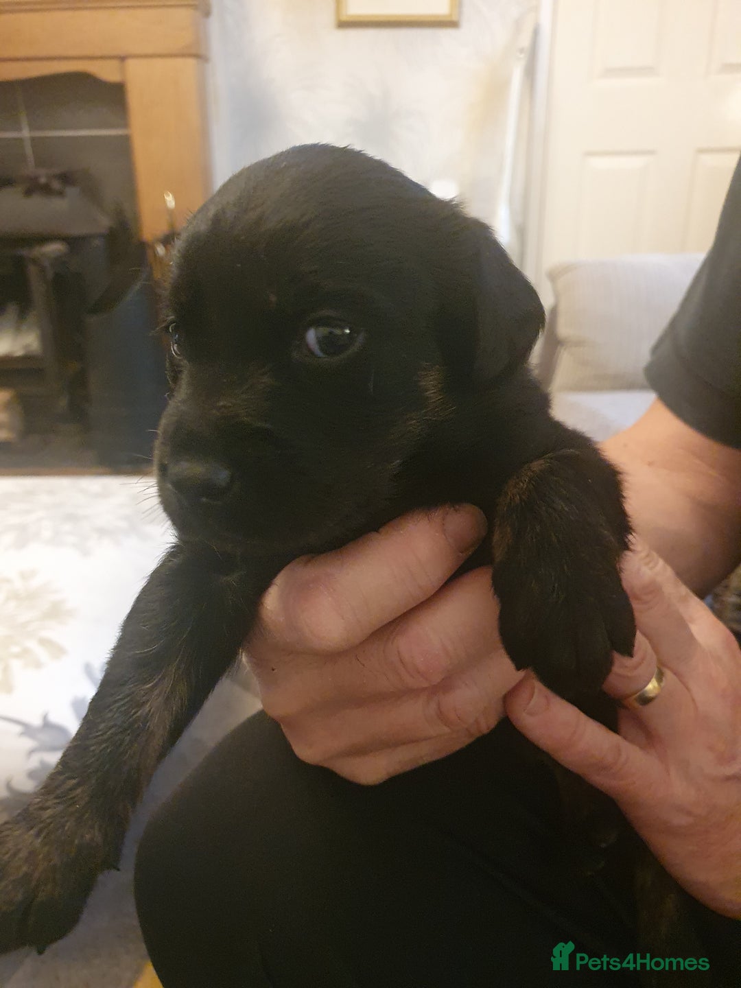 Labrador Retriever dogs for sale: labrador pups for sale home reared - Advert 11
