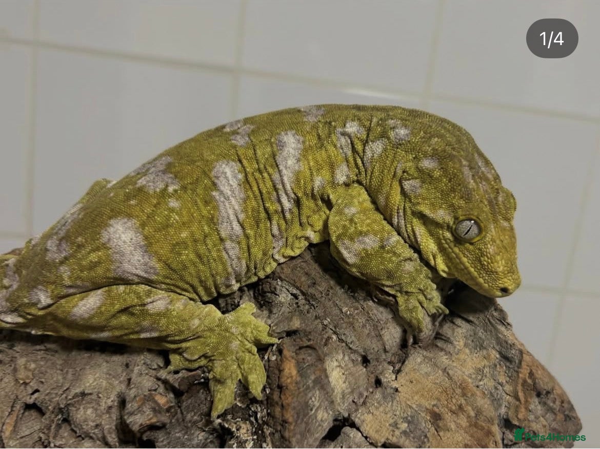 Gecko reptiles Collection of leachie geckos  - Advert 1