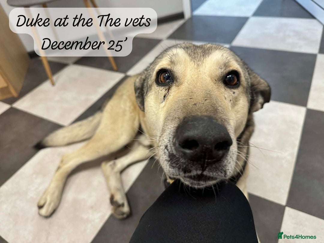 Mixed Breed dogs for adoption: The Duke, 8 yrs approx. Available for adoption. - Advert 9