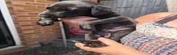 Whippet dogs for sale: Two male whippet puppies  - Advert 20