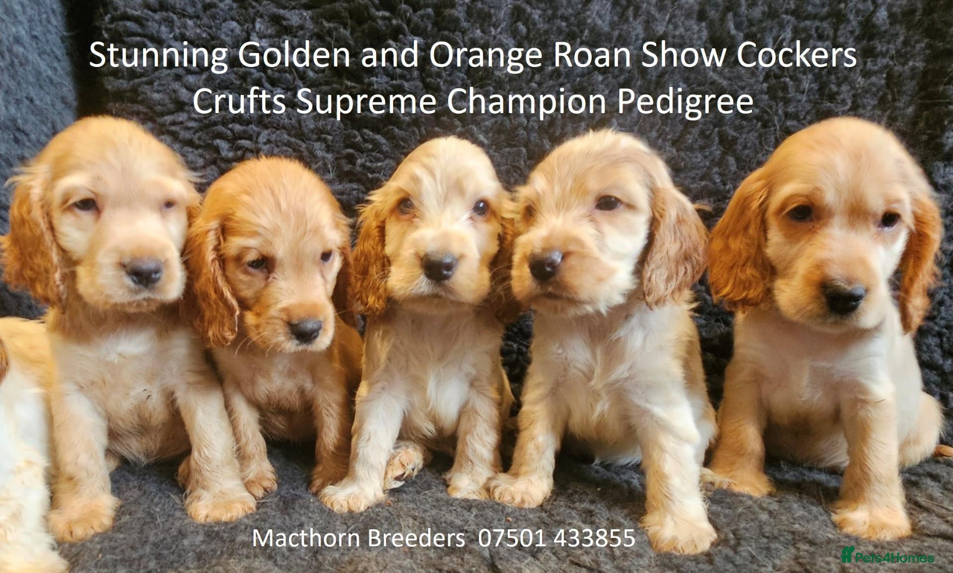 Cocker Spaniel dogs Stunning Show Cockers - Crufts Champion Pedigree - Advert 2