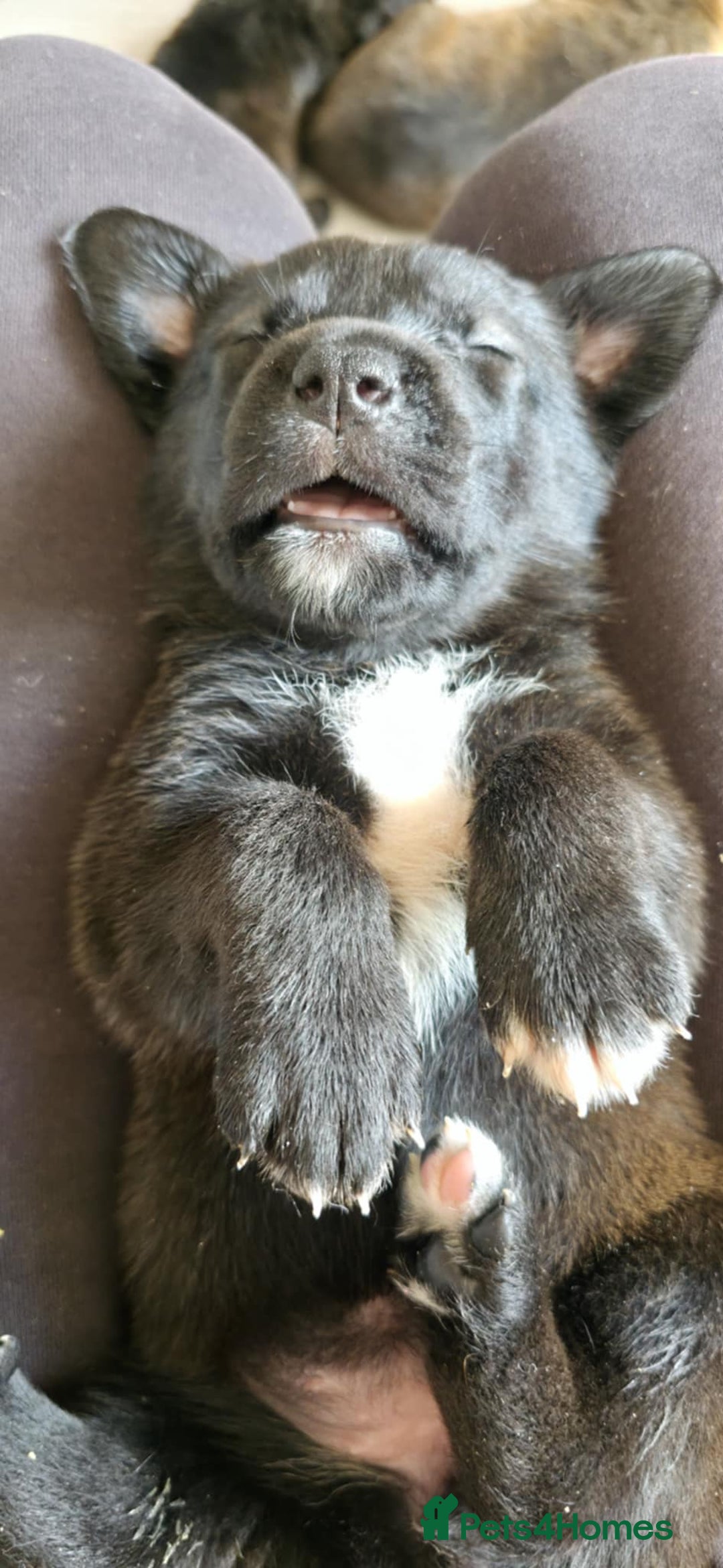 Mixed Breed dogs for sale: Mastiff x Rottweiler  - Image 16