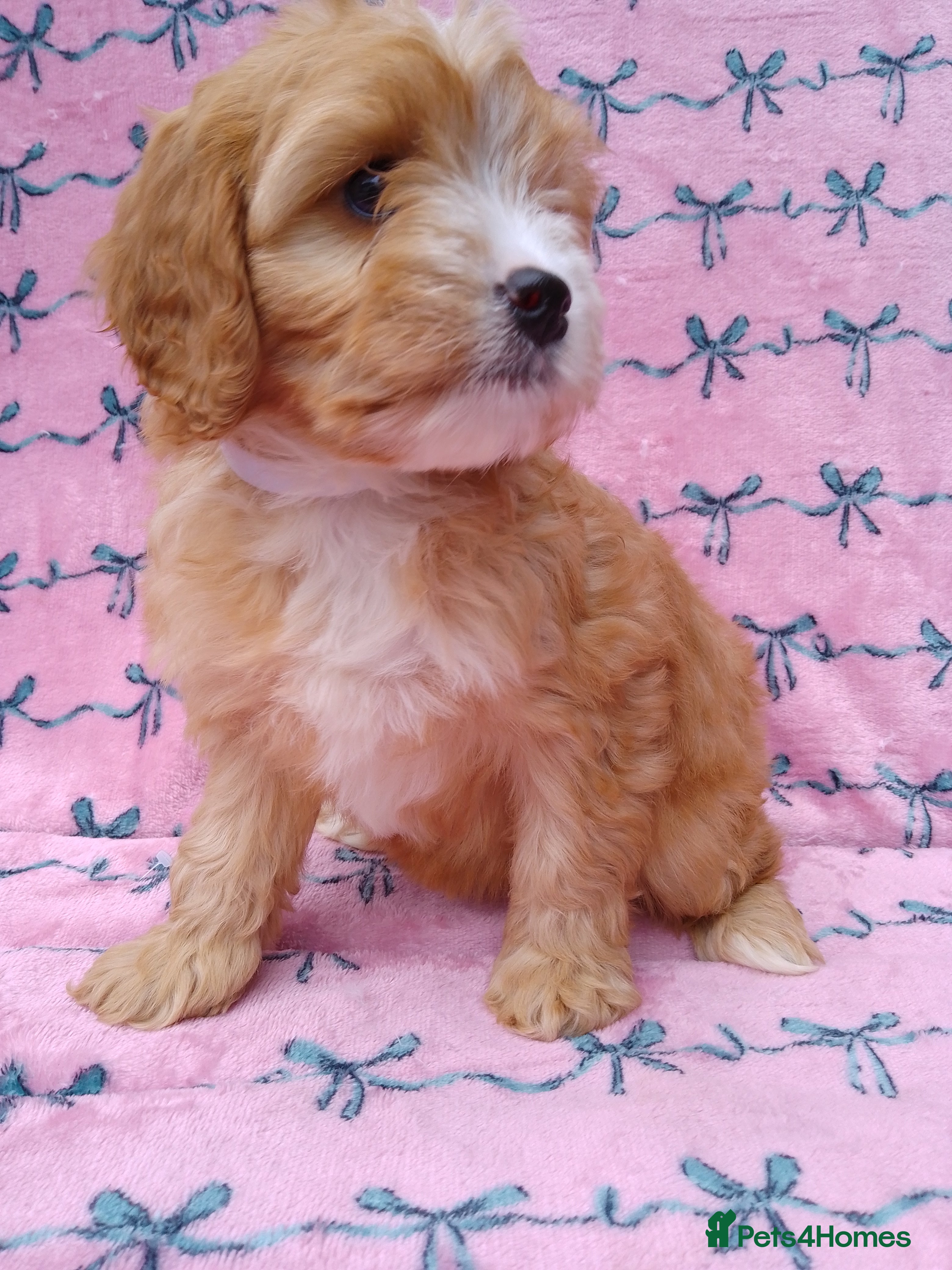 Cavapoo dogs Cavapoo fur babies  - Advert 3